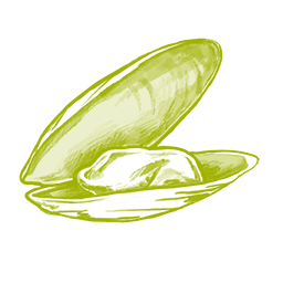 Neuseeländische Grünlippmuschel