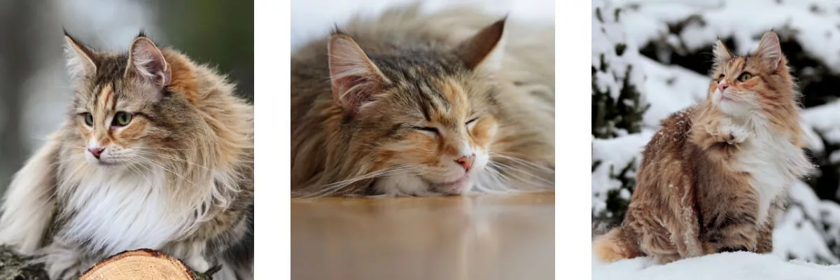 Norwegische Waldkatze Collage