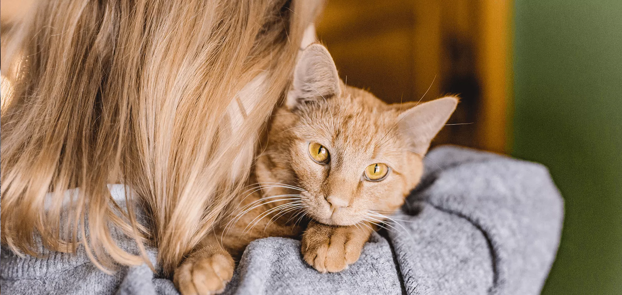 Mit der Katze unterwegs