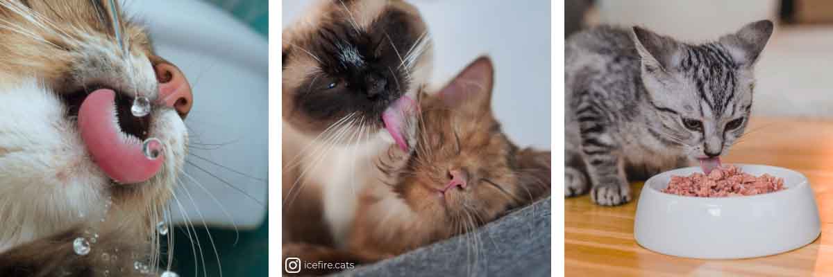 Katzenzunge
