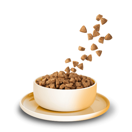 KITTY Cat - Trockenfutter Huhn Adult 800 g - Produkt in Schale/Napf