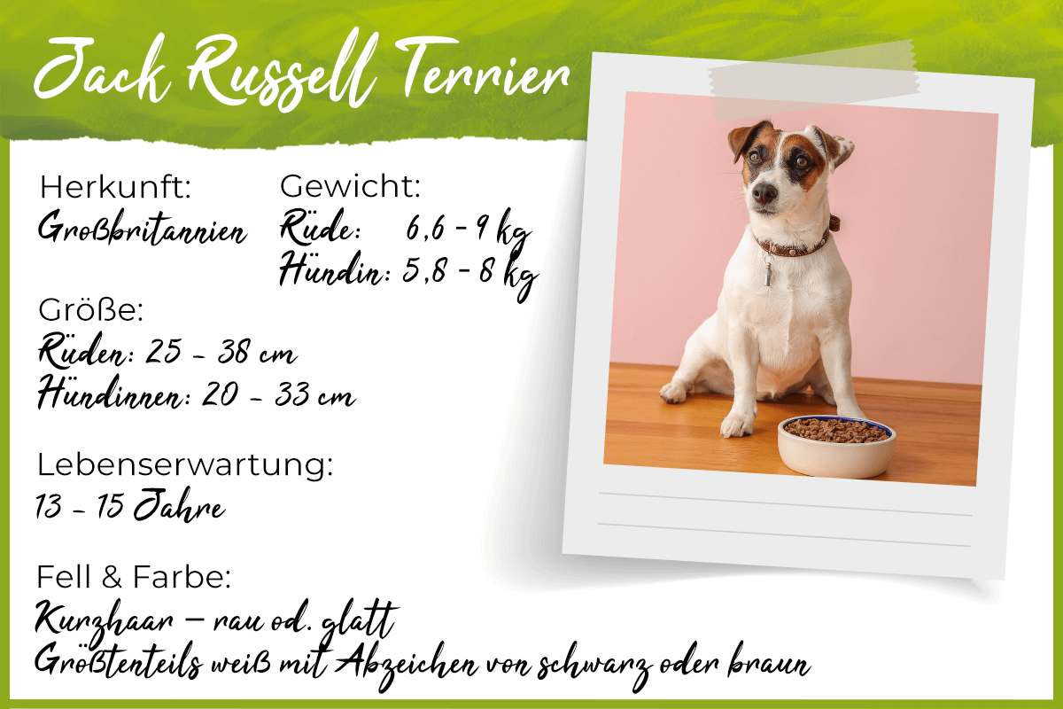 Steckbrief Jack Russell Terrier