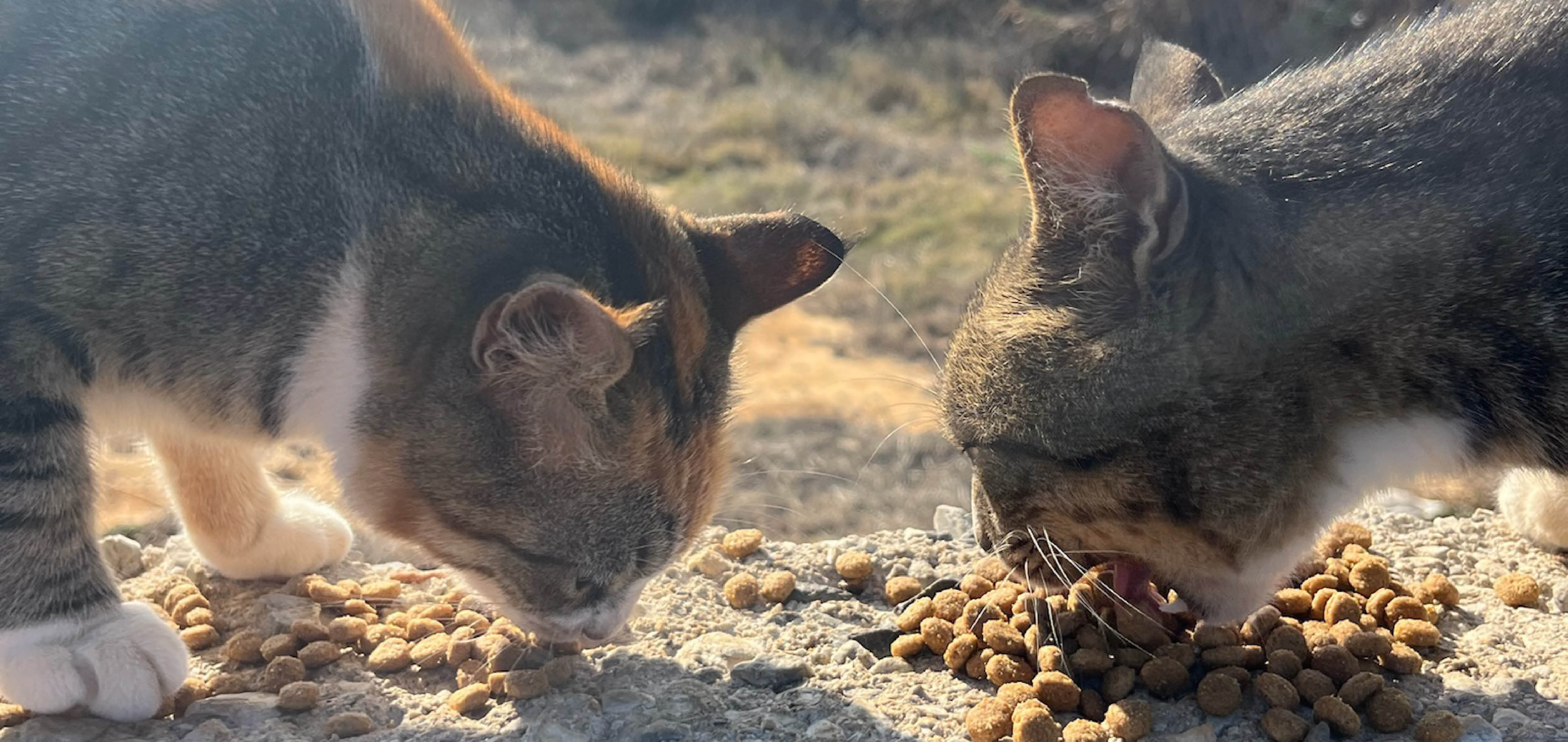 Katzen fressen GranataPet Katzenfutter