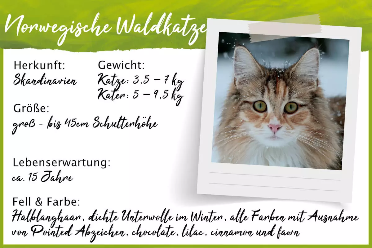 Steckbrief Norwegische Waldkatze