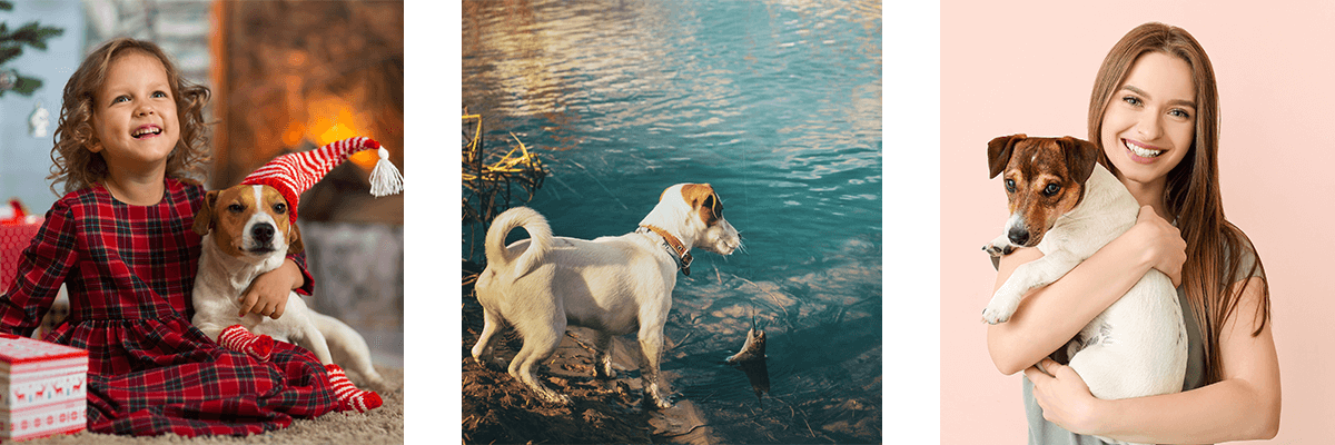 Jack Russell Terrier Collage