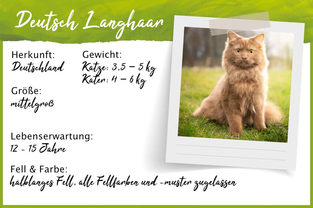 Steckbrief Deutsch Langhaar Katze